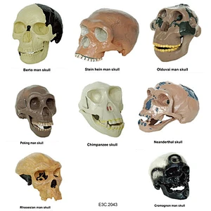 Skull model of 8 kinds human race.
