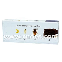 Crystal Specimen, Life hisory of honey bee