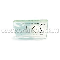 Lịch sử cuộc sống của giun đất