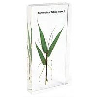 Mimesis of Stick Insect