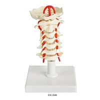 Human Cervical Spinal Column