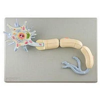 Neuron, 2 Parts