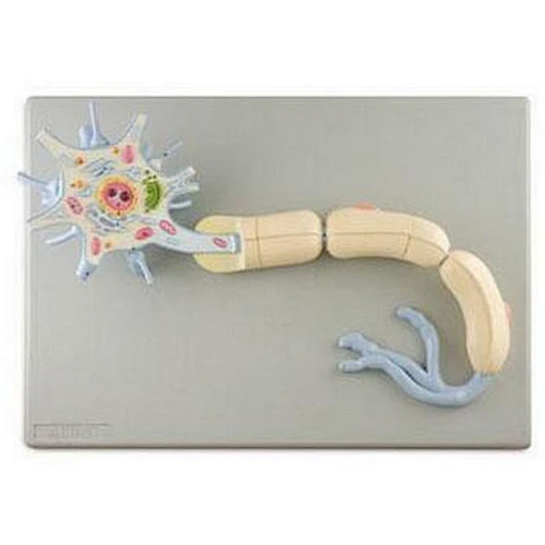 Neuron, 2 Parts