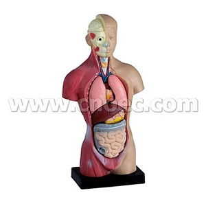 Modello del corpo umano