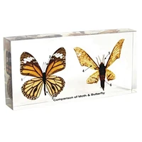 Comparison of Moth Butterfly