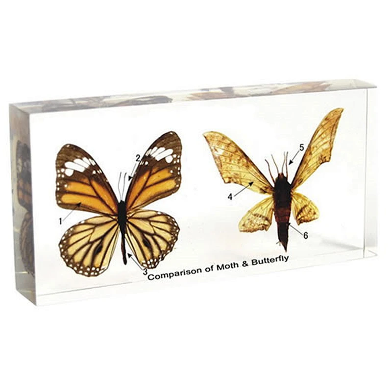 Comparaison des papillons de nuit