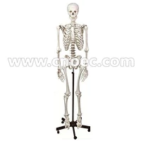 Human Skeleton