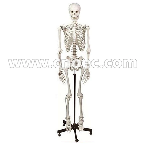 Human Skeleton