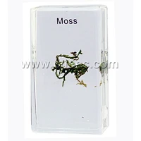 Crystal Specimen, Moss
