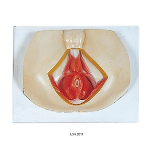 Model Anat Perineum(lelaki)