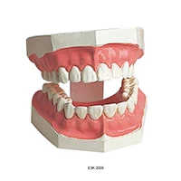 Small Tooth Hygiene