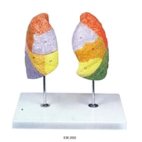 Khí quản và phổi của con người