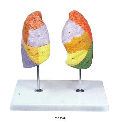 Khí quản và phổi của con người