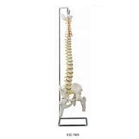 Colonna vertebrale flessibile Con bacino e testa del femore