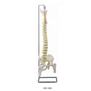 Colonne vertébrale flexible Avec bassin et tête de fémur