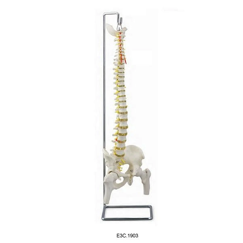 Colonne vertébrale flexible Avec bassin et tête de fémur