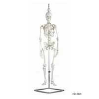 85 cm, scheletro umano