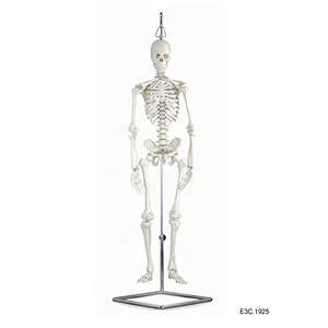 85 cm, squelette humain