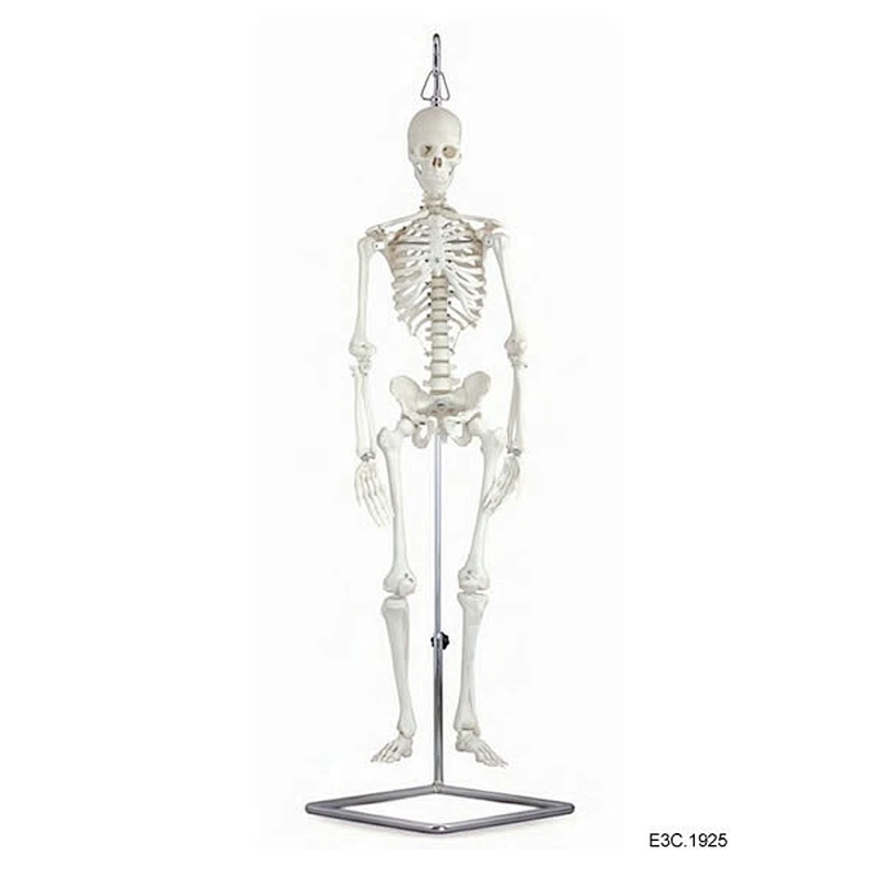 85 cm, squelette humain