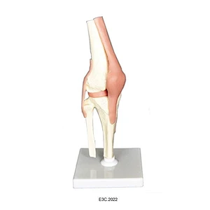 Human Knee Joint