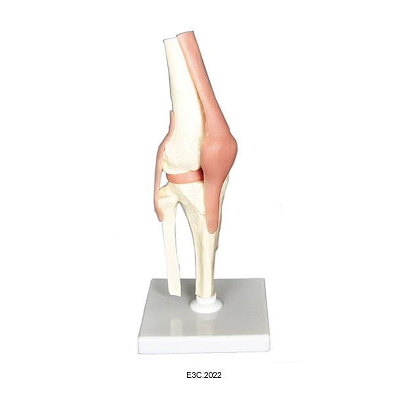 Human Knee Joint