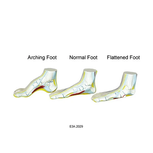 Foot Set