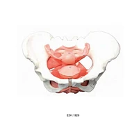Pelvic Floor Muscle Model of Female