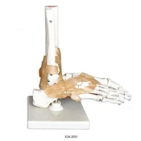 Skeletion Model of Human Foot
