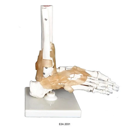Skeletion Model of Human Foot
