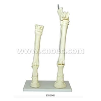 Model of Hourse's Leg(Upper & Lower)