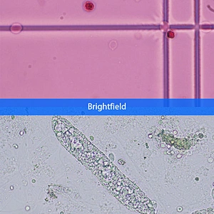 Olympus biologiske mikroskop, CX33