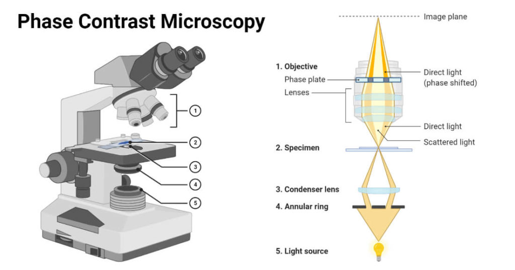 Phase contrast microscope parts