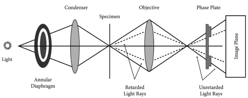 Phase contrast microscope Principle