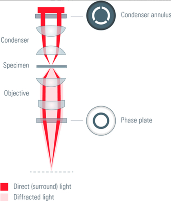 Inverted Phase Contrast Microscope