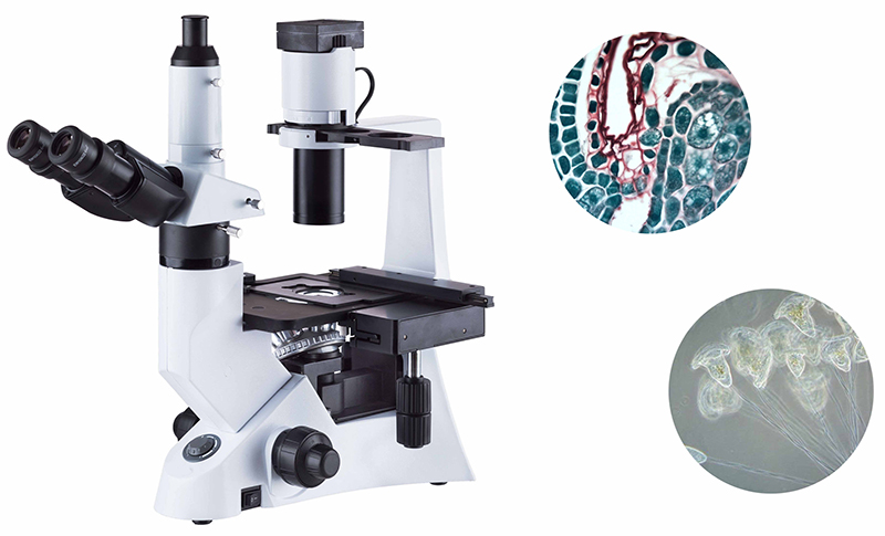 iv5100-inverted-microscope-first-image.jpg