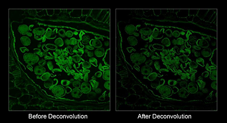 Fluorescence Confocal Microscope