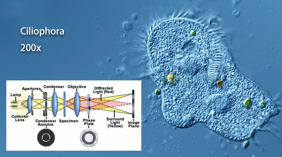 Phase contrast microscope Principle