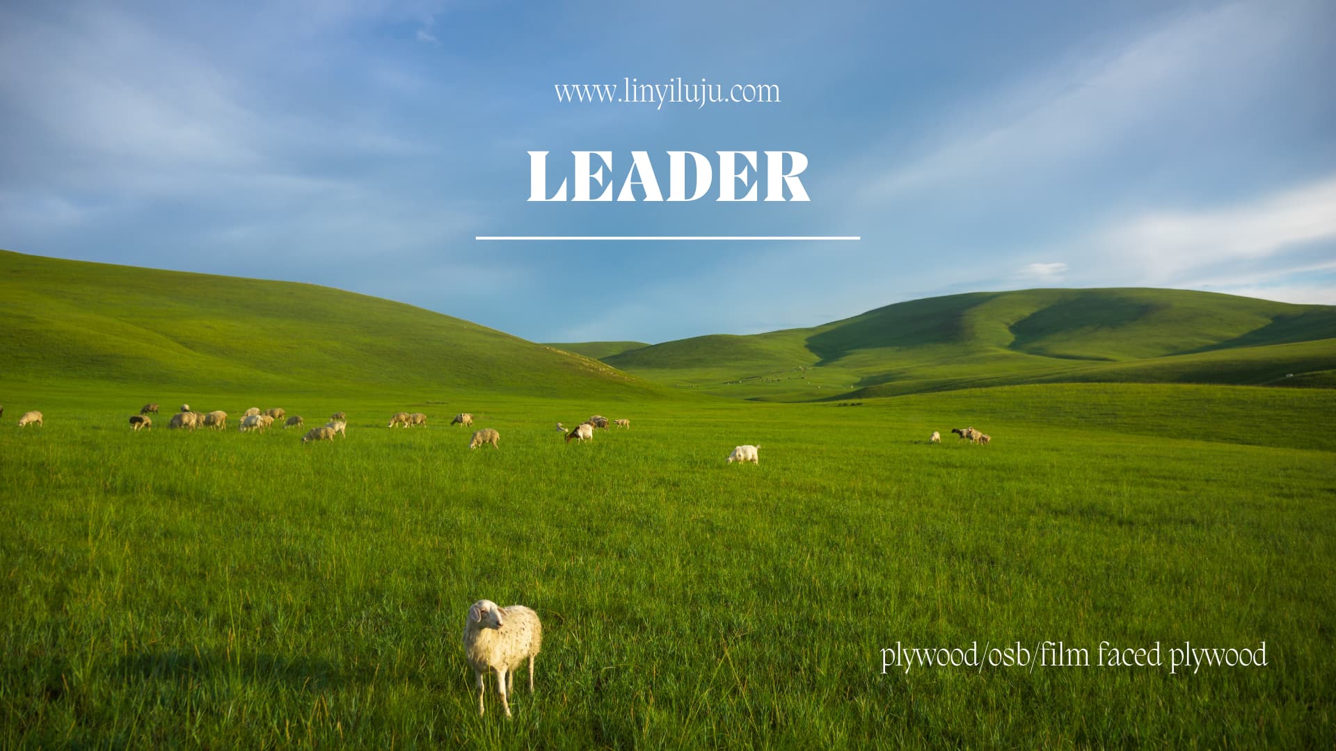 Leader Red Cedar Plywood Sheets