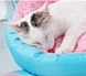 pet bed for cat and dog