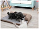 large pet bed