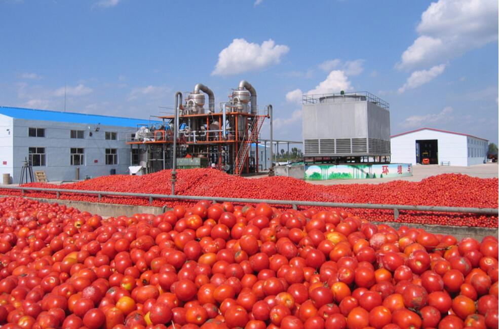 tomato paste20180227160229.jpg