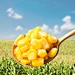 can you eat sweet corn raw