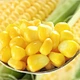 canned sweet corn kernel