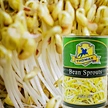 bean sprouts bean