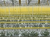 hydroponic sticky tape