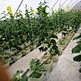 Dutch bucket for tomato green house for vegetables greenhouse hydroponics hidroponic system hydrophonic hydroponic bucket