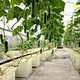 Planting Bucket Pot