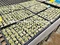 hydroponic farming use rockwool cubes