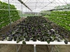 PVC Hydroponic NFT