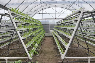 growing media rockwool